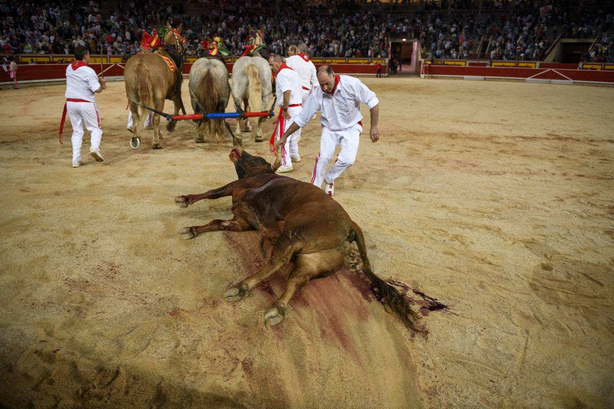 Un animal es retirado de la plaza durante la Feria del Toro de Pamplona celebrada este mes de julio.
