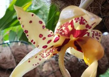 La flor que huele a chocolate durante 48 horas