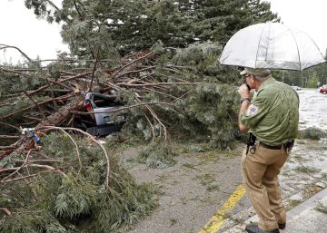 Cinco heridos en la Universidad de Navarra tras caerse un árbol por el viento