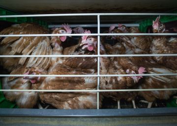 41 millones de gallinas nunca salen de sus jaulas