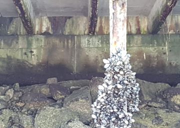 Las fotos que confirman que el muelle de Vigo cayó por “descuido en el mantenimiento”