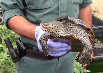 Desmantelado en Mallorca uno de los mayores criaderos ilegales de tortugas de Europa