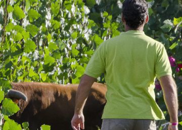 Dos mujeres heridas al escaparse un toro de un encierro en Cuenca