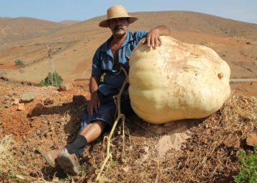Un agricultor canario cultiva una calabaza de 117 kilos