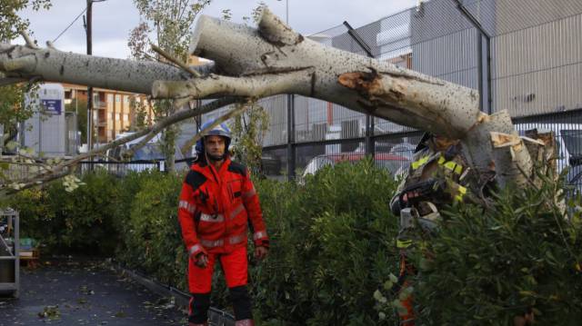 Árbol caído en Terrassa (Barcelona) tras el paso de la tormenta Leslie.