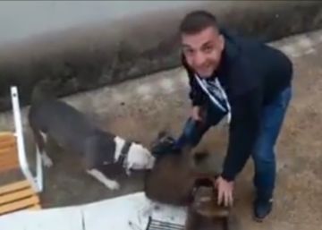 Detenido por azuzar a dos perros para que destrocen a un jabalí mientras sonríe a la cámara