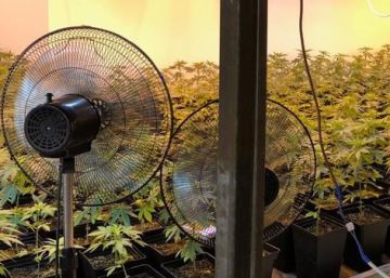 Detenidas 36 personas esta semana por cultivar marihuana en Málaga