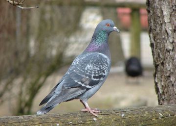 Cádiz destierra 5.000 palomas a 760 kilómetros