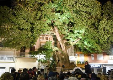 El olmo de 382 años que quiere convertirse en el árbol europeo del año