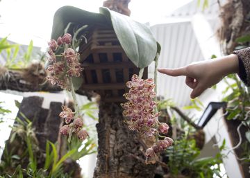 La descomunal orquídea que ve el mundo del revés