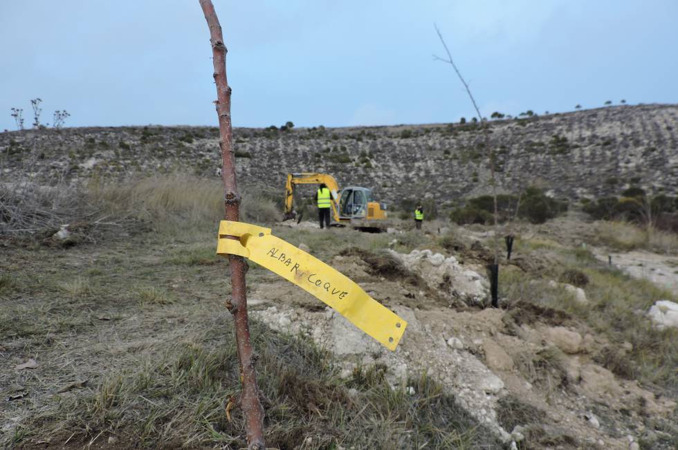 Piñel de Abajo, capital española de la reforestación