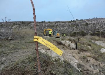 Piñel de Abajo, capital española de la reforestación