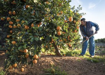 La naranja electoral sudafricana