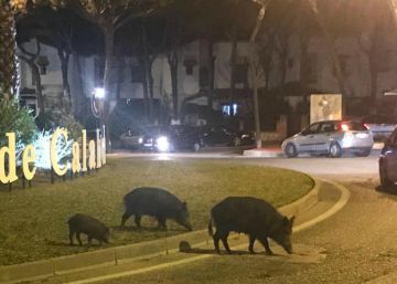 Una urbanización malagueña acosada por los jabalíes: “Campan a sus anchas a diario”