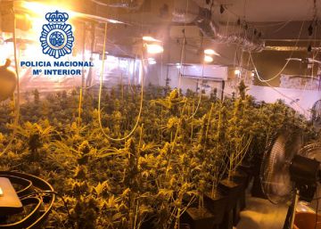 Detenido un concejal del PP por cultivar casi 300 plantas de marihuana