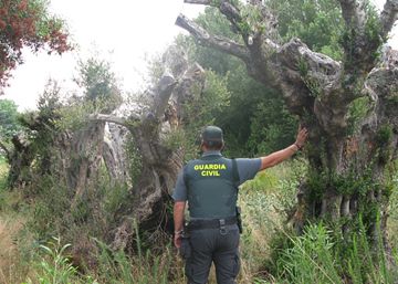 Un hombre roba siete olivos centenarios en Vilagarcía de Arousa para saldar una deuda con una tercera persona