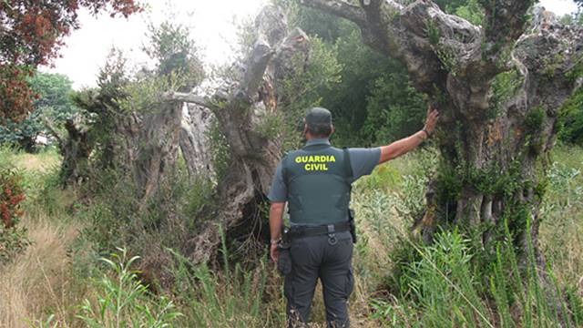 Un agente de la Guardia Civil junto a los olivos sustraidos.