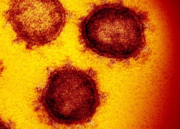 Los números del coronavirus: el dilema entre mitigar o suprimir Los números del coronavirus: el dilema entre mitigar o suprimir