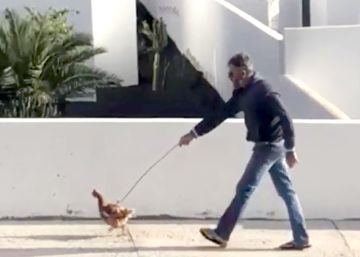 Denunciado un hombre por pasear una gallina durante la cuarentena