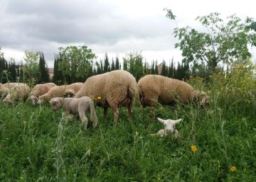 Una ‘brigada’ de ovejas jardineras para limpiar un pueblo de Cádiz Una ‘brigada’ de ovejas jardineras para limpiar un pueblo de Cádiz