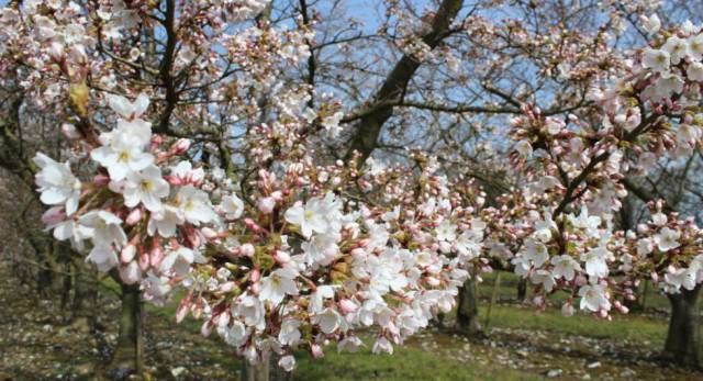 Equinoccio de primavera | Buenos días, ya es primavera en el hemisferio norte