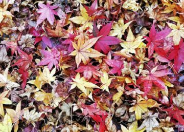 Diez paisajes fabulosos para el otoño