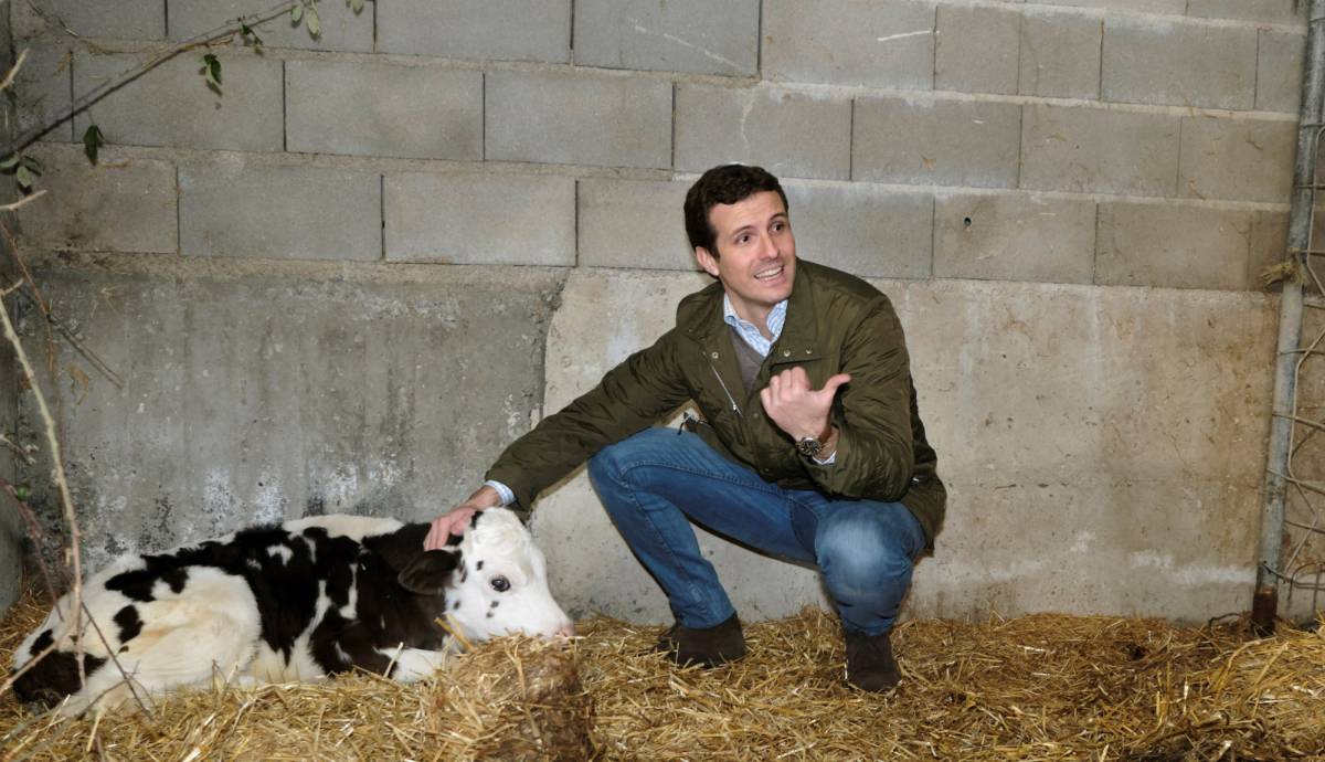 PP leader Pablo Casado on the campaign trail.