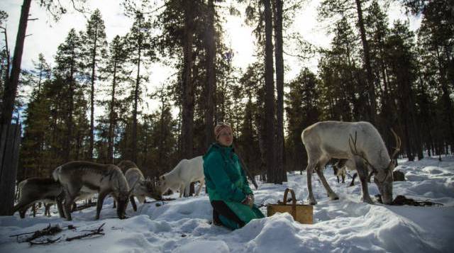 Anne Karhu-Angeli, pastora de renos de la cooperativa tradicional de Mudsjävri, en Inari, al norte de Laponia (Finlandia), el 10 de abril de 2019.