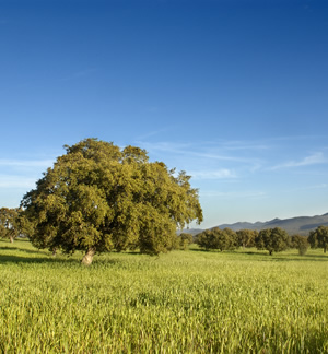 Paisaje de la Dehesa