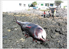 Doce ballenas mueren mientras se desarrollan unas maniobras militares