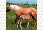 Un grupo de científicos italianos anuncia el nacimiento del primer caballo clonado del mundo