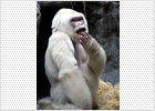 Muere 'Copito de Nieve', el único gorila albino