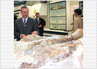 Hallados en Teruel los restos de uno de los dinosaurios más grandes conocidos