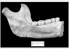 Hallada en Atapuerca la mandíbula humana más antigua de Europa