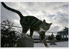 La UE recomienda el encierro de gatos y perros en las zonas donde se detecte el H5N1