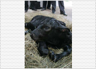 China clona el primer ternero inmune al mal de las vacas locas
