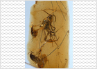 Descubierta la telaraña más antigua del mundo en un trozo de ámbar en Teruel