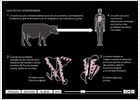 Diez claves del mal de las vacas locas