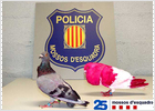 Detenido un joven por robar 300 palomas deportivas valoradas en 50.000 euros
