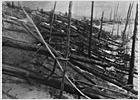 Cien años de la destrucción en Siberia