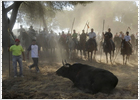 Más de 30.000 personas presencian la muerte del Toro de la Vega en Tordesillas
