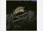 La imagen de un lobo ibérico gana el premio Veolia de fotografía de naturaleza