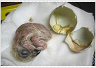 Nace un pollo de águila imperial incubado artificialmente Nace un pollo de águila imperial incubado artificialmente