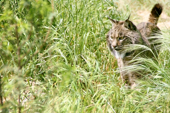 Muere una de las linces fundadoras del programa de cría en cautividad Muere una de las linces fundadoras del programa de cría en cautividad