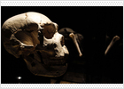 200 piezas originales de Atapuerca en un nuevo museo