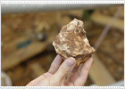 Un nuevo cráneo humano de 500.000 años en Atapuerca