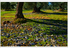 Millones de aves buscan olivas Millones de aves buscan olivas