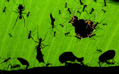 FOTOGALERIA: Premio Veolia de fotografía de naturaleza 2010
