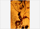 Insectos de 50 millones de años