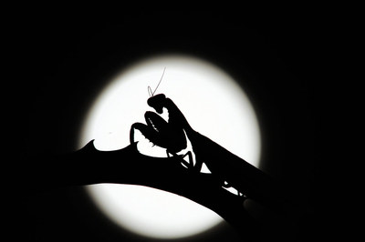 FOTOGALERIA: Manti religiosa